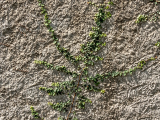 creeper plant on a rough wall in Brazi