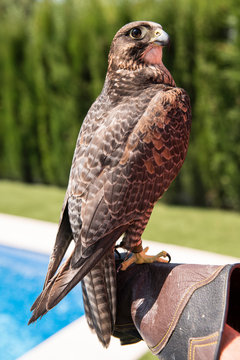 alconry - cetreria - halcon