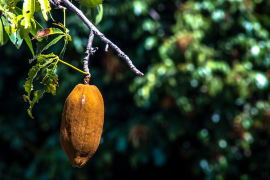 Exotic fruit Monguba (pachira aquatica) in Brazil