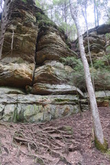 Layered Rock Face with Bare Tree and Tree Roots Showing
