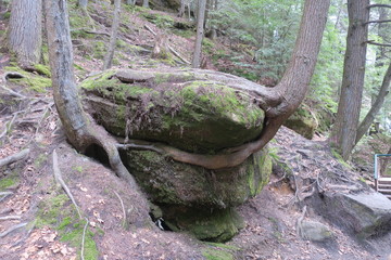 Rock In The Middle: Tree Roots Wrapped Around  Large Rock
