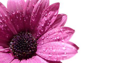 Close up macro ultra wide photo of osteospermum African purple daisy with black centre isolated with droplets in petals