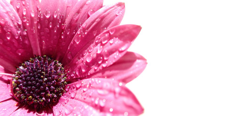 Close up macro ultra wide photo of osteospermum African purple daisy with black centre isolated with droplets in petals