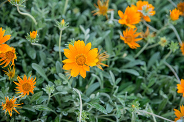 Primavera - spring