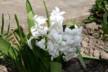 Obraz premium White hyacinth, closeup flowers grow on a flower bed.