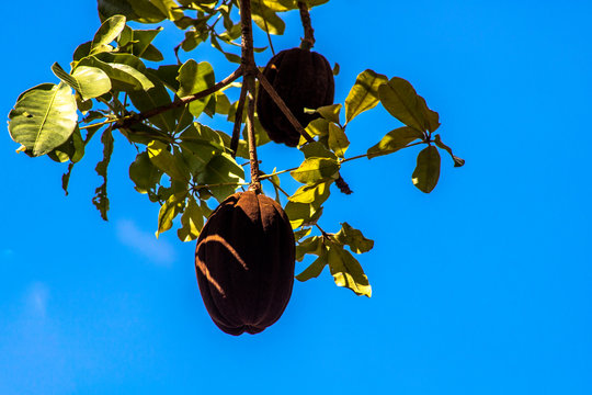 Exotic fruit Monguba (pachira aquatica) in Brazil