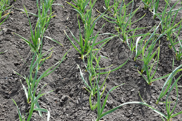 Garlic grows in even rows in the garden; there is not a blade of grass between the rows.