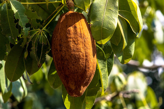 Exotic fruit Monguba (pachira aquatica) in Brazil