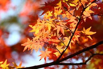 Naklejka na ściany i meble Beautiful colored leaves in Kyoto Japan