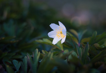 Anemone Nemorosa. Spring wild flower. Macro.