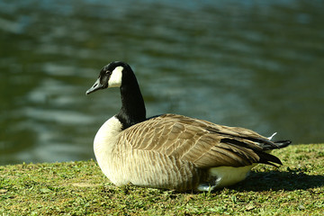 Wildgans am Wasser