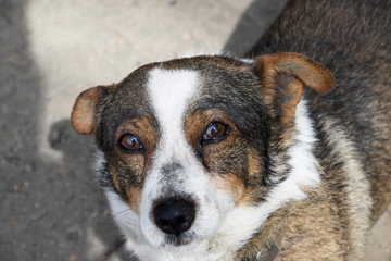 A sad expression of beautiful dog eyes with a tear. A very sad picture of a dog without a master.