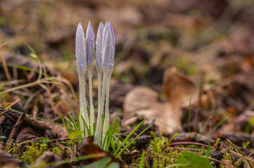 Krokus
