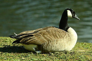Wildgans am Wasser
