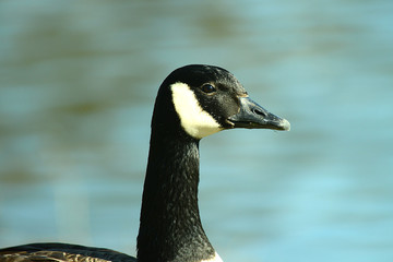Wildgans am Wasser
