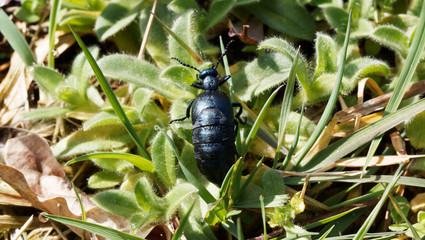 Schwarzblauer Ölkäfer (Meloe proscarabaeus)