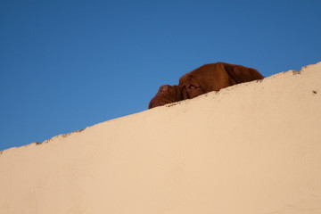 Brown head of a mastiff breed dog hiding behind the wall