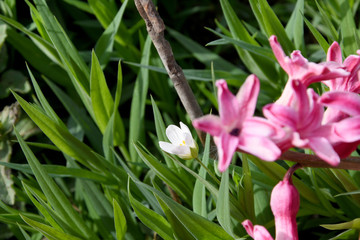 Among the green grass is one white small flower and pink hyacinths near it.