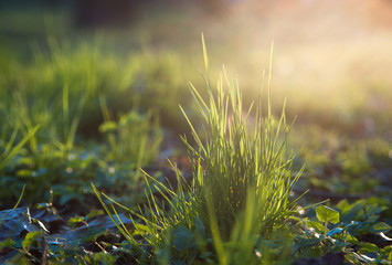 Young spring grass at sunset. Macro shot.