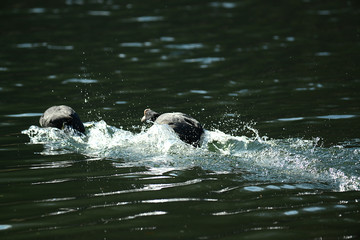 Obraz premium Wildgans am Wasser