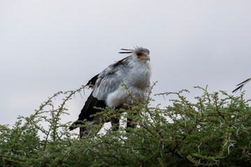Secretary bird (Sagittarius Serpentarius), Ngorongoro National Park, Tanzania
