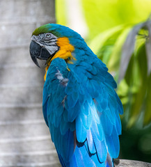 Blue and Gold Macaws