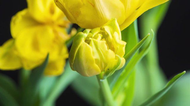 Tulips, timelapse of yellow tulip flower blooming isolated on black background, bunch of spring flowers opening, close up, 4K UHD video footage shot.