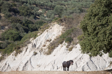 beautiful landscape with outdoor wild standing horse, Crete island, Greece