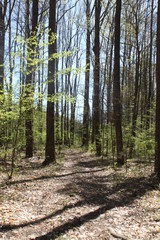 Fototapeta premium Spring forest
