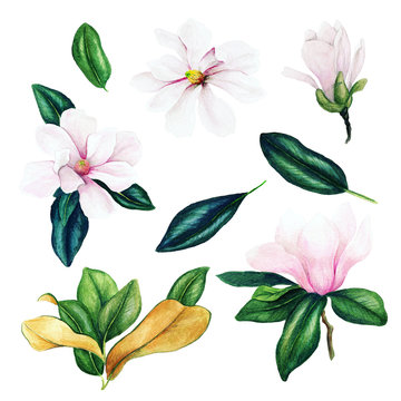 Light pink magnolia flowers and leaves, watercolor collection, © nurofina