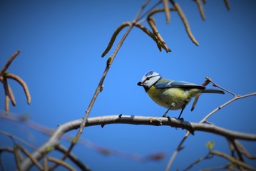 Mésange bleue