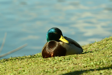Ente am Wasser