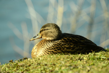 Ente am Wasser