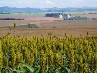 sorghum field with silos background, and selective focus, in Brazil © AlfRibeiro