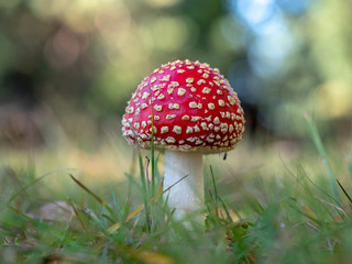 Fly Agaric Fungi  on Forest floor