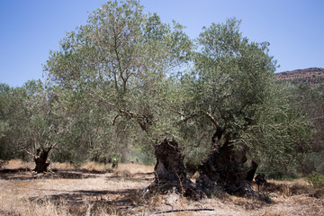 A shapely olive tree against blue sea and sand beach of Greece, Crete island