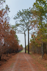 Silhouetted dry trees without leaves on branches due to hot temperature and lack of rain of summer season inside tropical rainforest, Phu Kradueng, Loei, Thailand. 