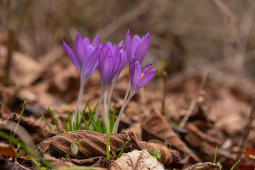 Krokus