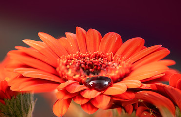 Gerbera