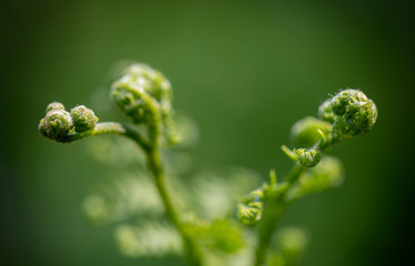 
Young fern closeup filmed on a blurry background