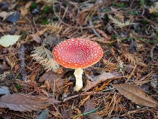 Fly Agaric Fungi  on Forest floor