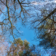 Forest looking up