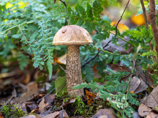 Brown Birch Bolete on forest floor