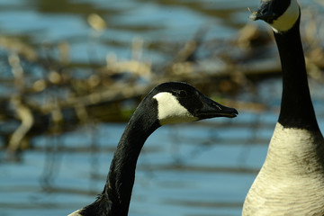 Fototapeta premium Wildgans am Wasser