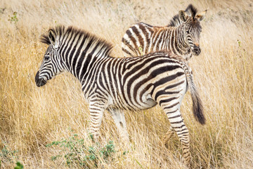 Fototapeta na wymiar Plains Zebra / Zebra das Planícies (Equus quagga)