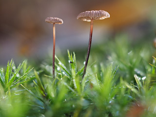 Orange Mushroom Fungi in Woodland