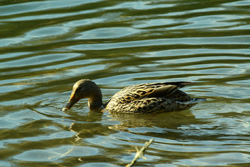Ente am Wasser