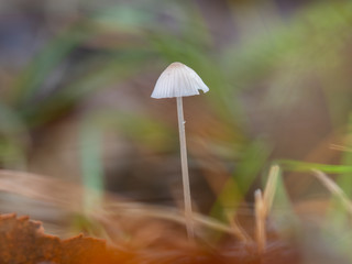 Macro shot of very Small White Fungi