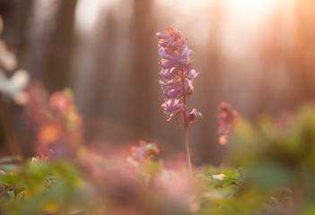 Corydalis at sunset. Wild purple flower.