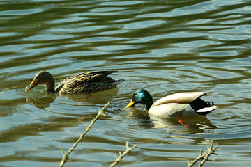 Ente am Wasser